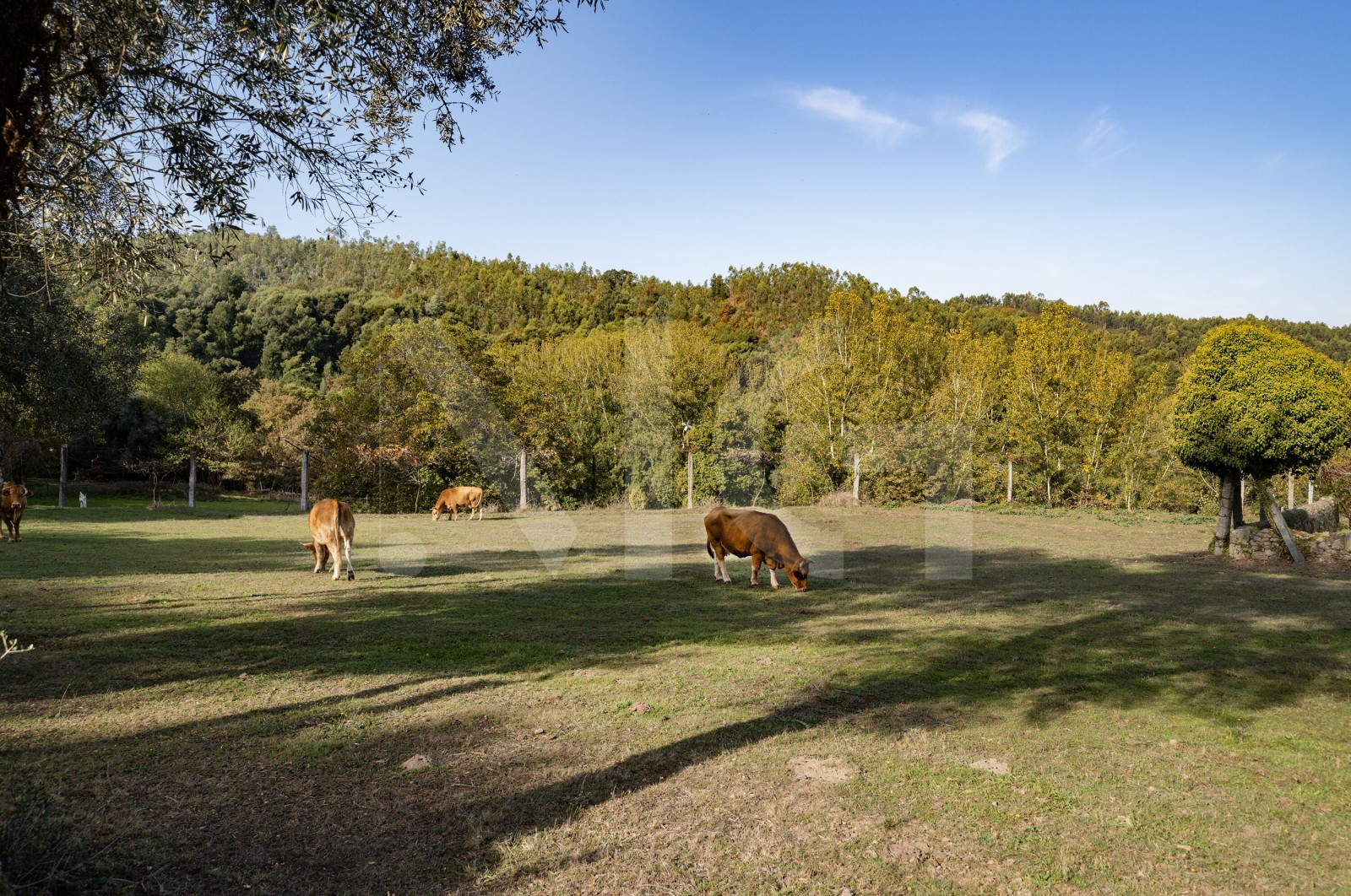 Quinta T8 para Venda em Covelas, Póvoa de Lanhoso, Braga - Detalhes (Imagem 2)