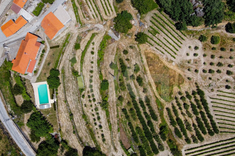 Quinta T3+2 para Venda em Sendim, Tabuaço, Viseu - Terreno (Imagem 1)